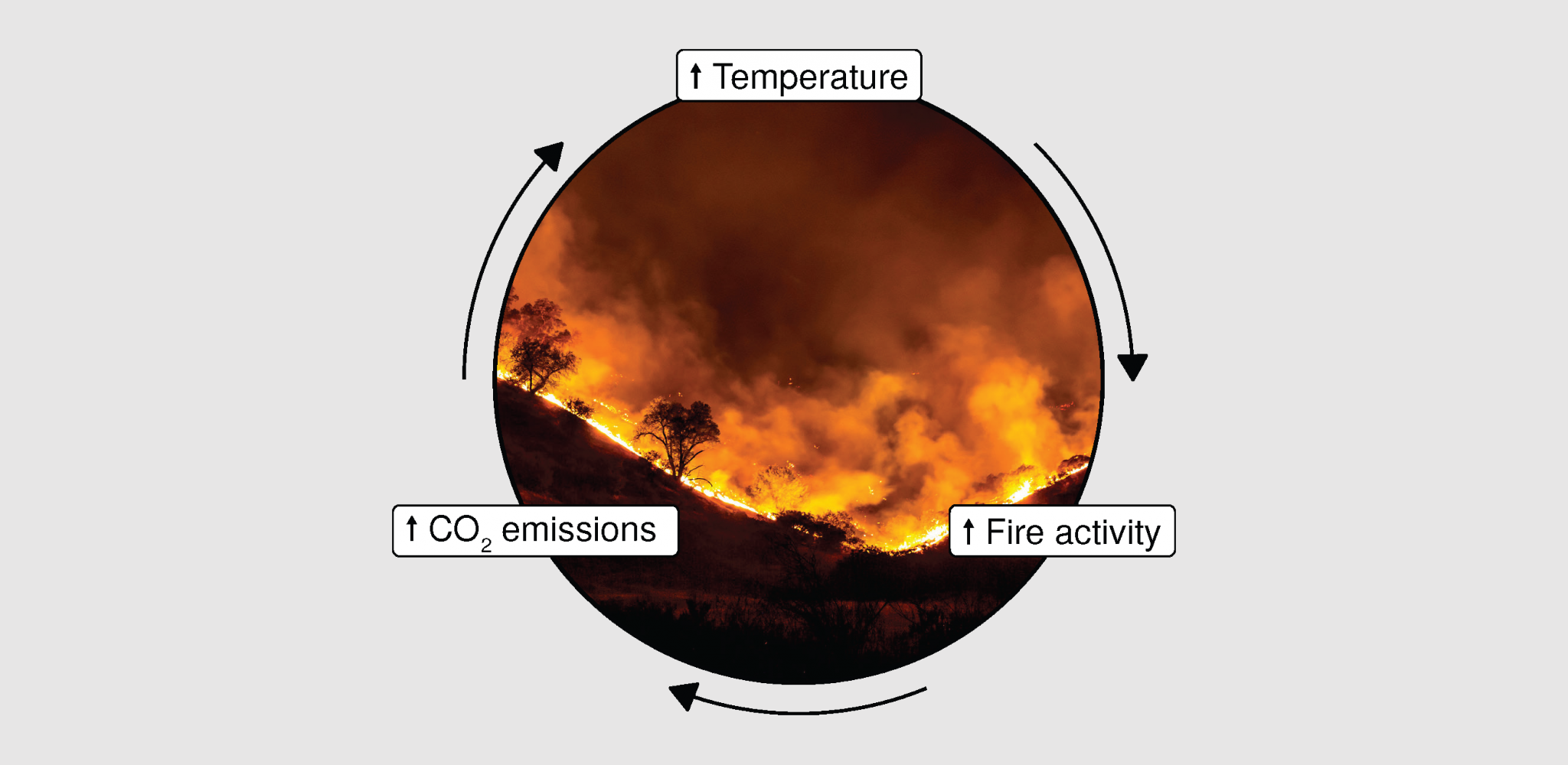 Wildfire feedback cycle: As fire activity increases, CO2 emissions increase, which increases temperature, which increases fire activity ...